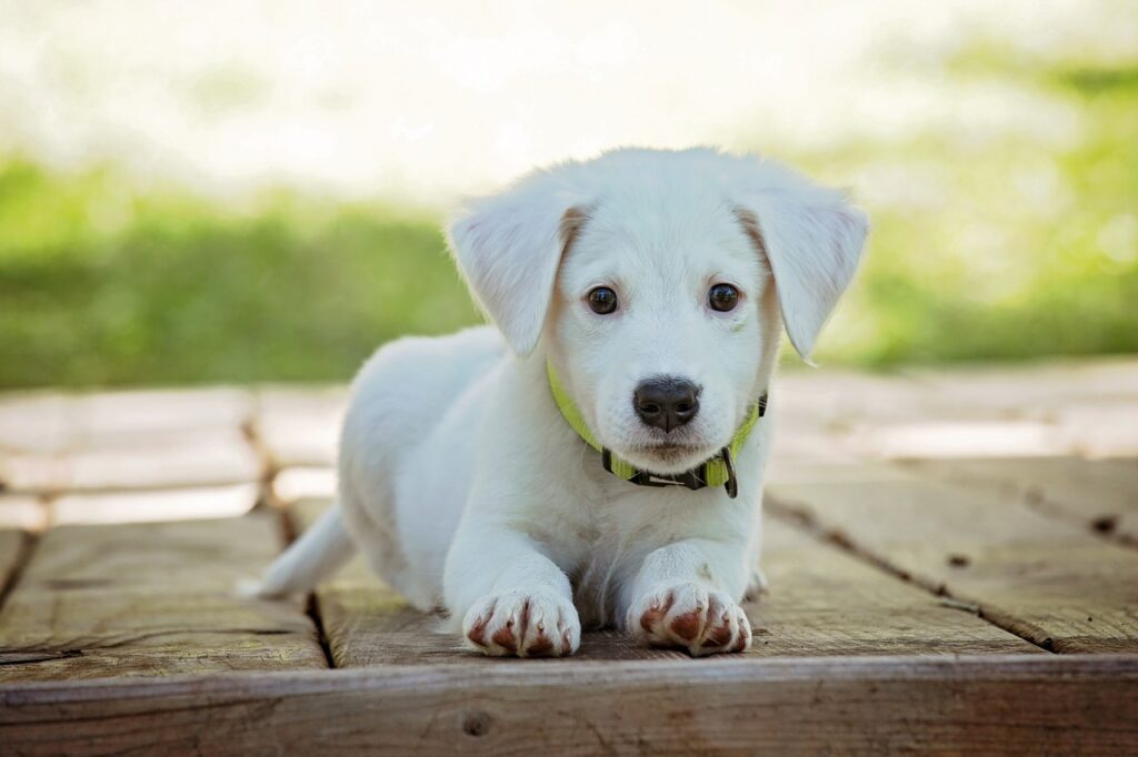 white-puppy-dog-animal-cute-canine-1264875-pxhere.com