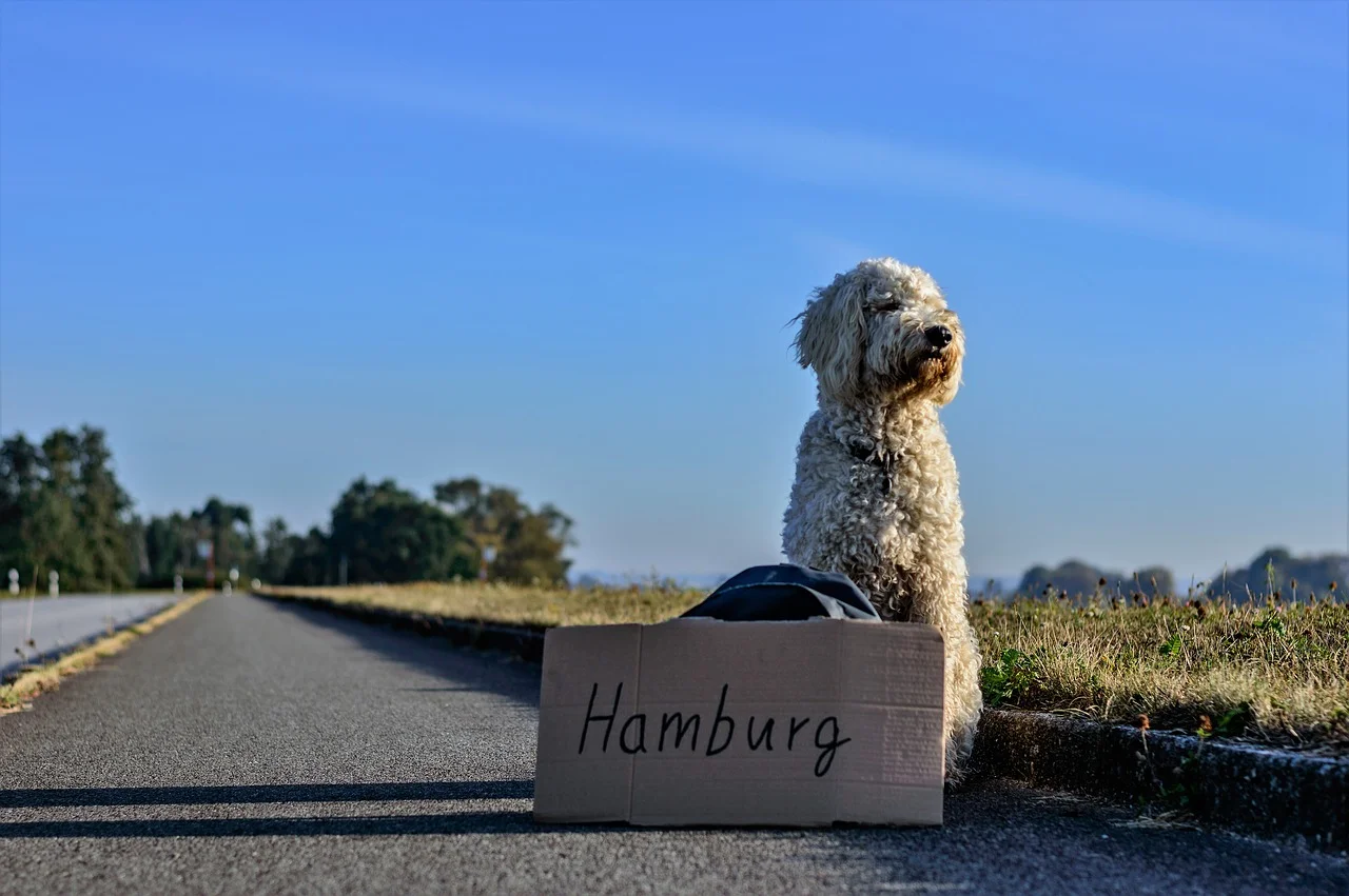  Helpful Tips for Those Traveling With a Dog