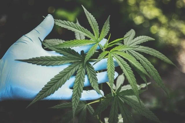  5 things People Get Wrong About CBD