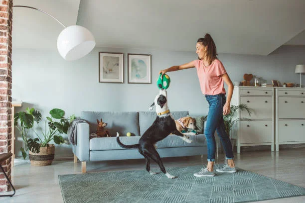  Pet Care: What Does a New Dog Owner Need to Know?